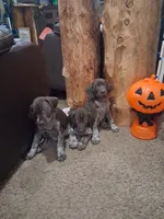 Puppy 1, a male German Shorthaired Pointer for sale in Thompson, PA – 2 of 2