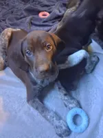Puppy 3, a male German Shorthaired Pointer for sale in Thompson, PA – 2 of 2