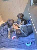 Puppy 2, a male German Shorthaired Pointer for sale in Thompson, PA – 2 of 2