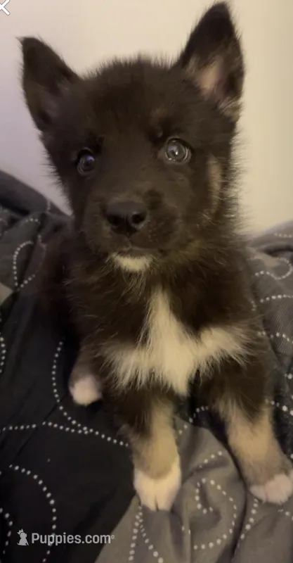 Shadow – German Shepherd Dog, Alaskan Malamute puppy for sale in Milton, WA