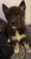 Shadow, a male German Shepherd Dog and Alaskan Malamute for sale in Milton, WA – 1 of 1