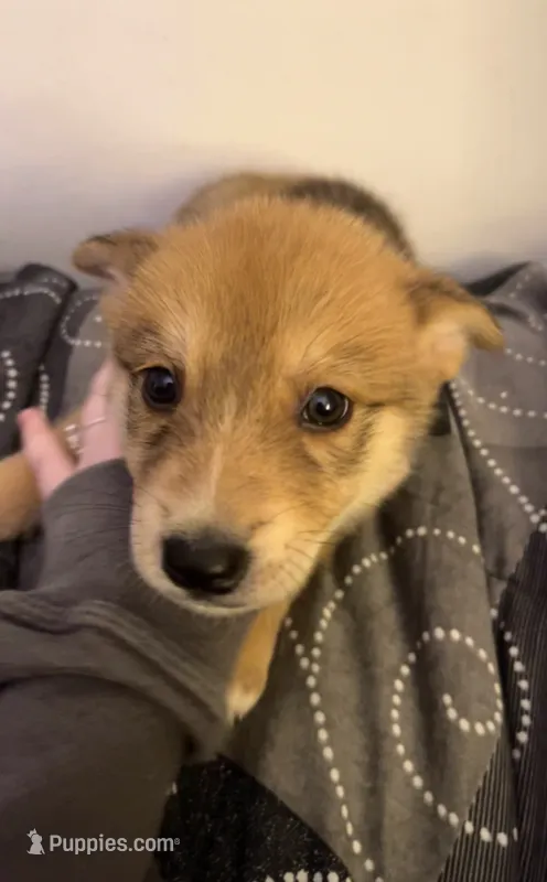 Cinnamon – German Shepherd Dog, Alaskan Malamute puppy for sale in Milton, WA