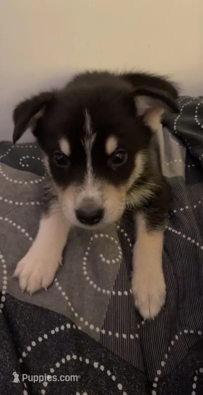 Neko  – German Shepherd Dog, Alaskan Malamute puppy for sale in Milton, WA