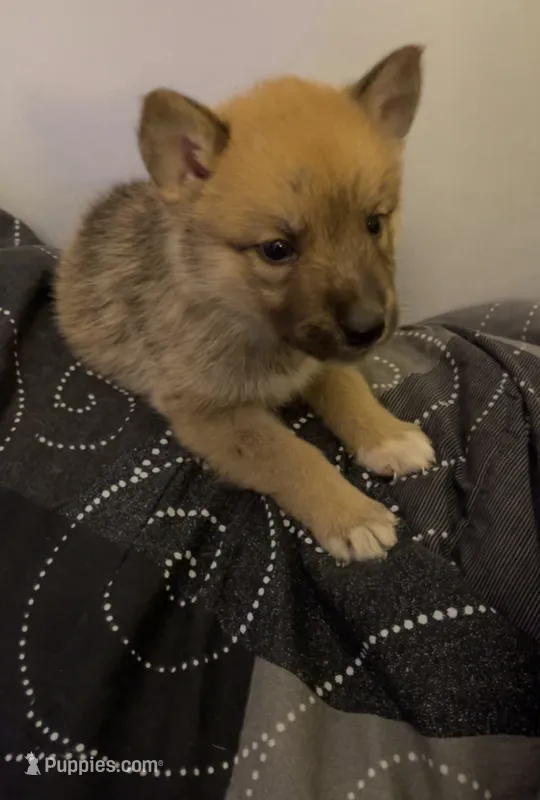 Plum – German Shepherd Dog puppy for sale in Milton, WA