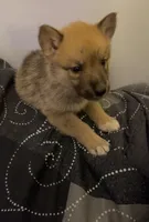 Plum, a female German Shepherd Dog for sale in Milton, WA – 1 of 1