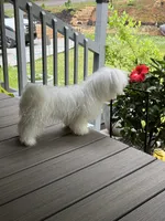Snowball, a male Maltese for sale in Harriman, TN – 3 of 4