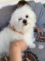 Snowball, a male Maltese for sale in Harriman, TN – 4 of 4