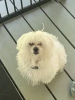 Snowball, a male Maltese for sale in Harriman, TN – 1 of 4