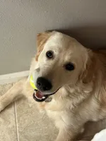 Shiloh (AKC - Microchipped, Pedigree, Potty & Crate-Trained), a female Golden Retriever for sale in Houston, TX – 2 of 10