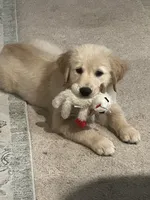 Shiloh (AKC - Microchipped, Pedigree, Potty & Crate-Trained), a female Golden Retriever for sale in Houston, TX – 6 of 10