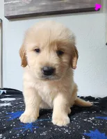 Shiloh (AKC - Microchipped, Pedigree, Potty & Crate-Trained), a female Golden Retriever for sale in Houston, TX – 5 of 10