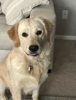 Shiloh (AKC - Microchipped, Pedigree, Potty & Crate-Trained), a female Golden Retriever for sale in Houston, TX – 1 of 10