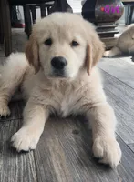 Shiloh (AKC - Microchipped, Pedigree, Potty & Crate-Trained), a female Golden Retriever for sale in Houston, TX – 3 of 10