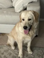 Shiloh (AKC - Microchipped, Pedigree, Potty & Crate-Trained), a female Golden Retriever for sale in Houston, TX – 10 of 10