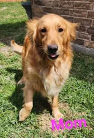 Shiloh (AKC - Microchipped, Pedigree, Potty & Crate-Trained), a female Golden Retriever for sale in Houston, TX – 8 of 10
