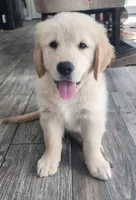 Shiloh (AKC - Microchipped, Pedigree, Potty & Crate-Trained), a female Golden Retriever for sale in Houston, TX – 4 of 10
