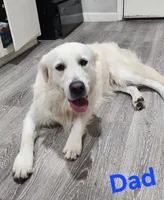 Shiloh (AKC - Microchipped, Pedigree, Potty & Crate-Trained), a female Golden Retriever for sale in Houston, TX – 9 of 10