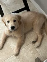 Shiloh (AKC - Microchipped, Pedigree, Potty & Crate-Trained), a female Golden Retriever for sale in Houston, TX – 7 of 10