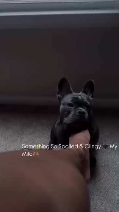Milo, a male French Bulldog for sale in Houston, TX – 1 of 1