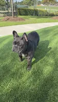 Milo, a male French Bulldog for sale in Houston, TX – 3 of 3