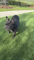 Milo, a male French Bulldog for sale in Houston, TX – 2 of 3