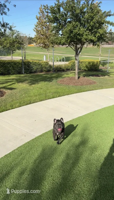 Milo – French Bulldog puppy for sale in Houston, TX
