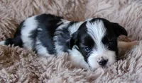 Purple Girl, a female Yorkshire Terrier for sale in Boston, VA – 2 of 2