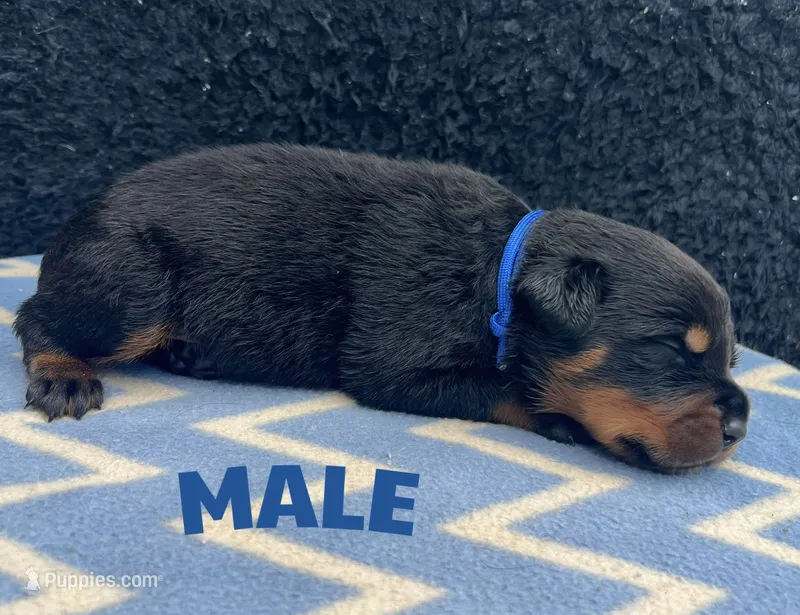 Blue Boy – Rottweiler puppy for sale in Boston, VA