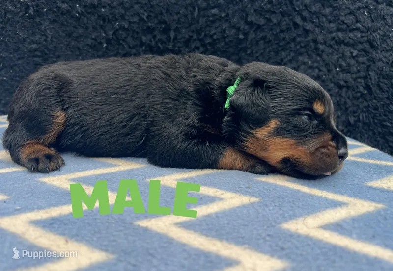 Green Boy – Rottweiler puppy for sale in Boston, VA
