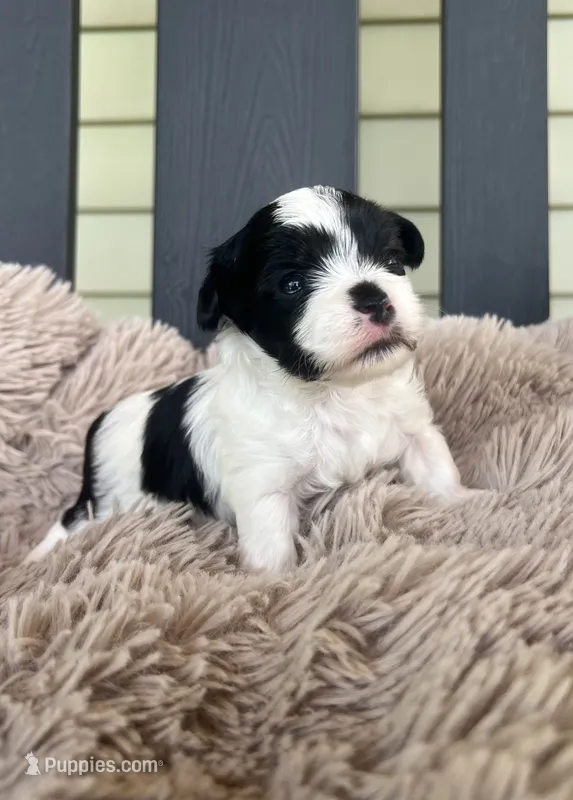 Blue Boy – Yorkshire Terrier puppy for sale in Boston, VA