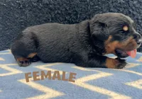 Brown girl, a female Rottweiler for sale in Boston, VA – 1 of 1