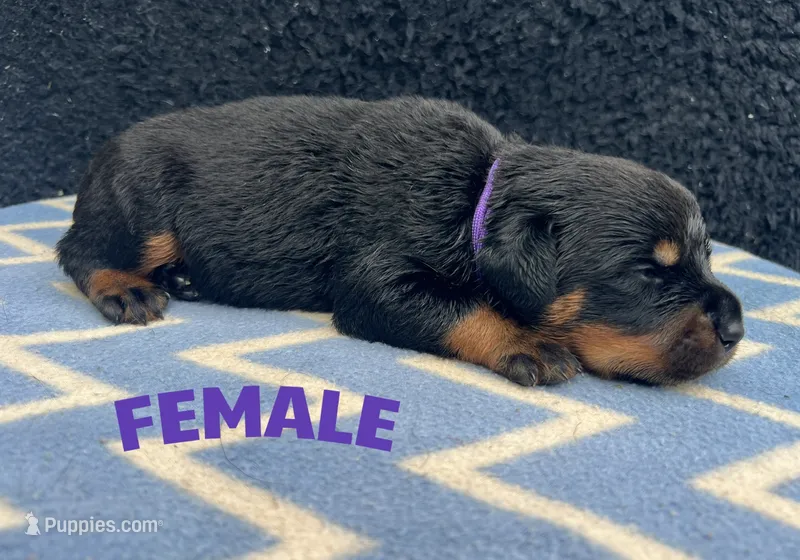 Purple Girl – Rottweiler puppy for sale in Boston, VA