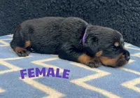 Purple Girl, a female Rottweiler for sale in Boston, VA – 1 of 1