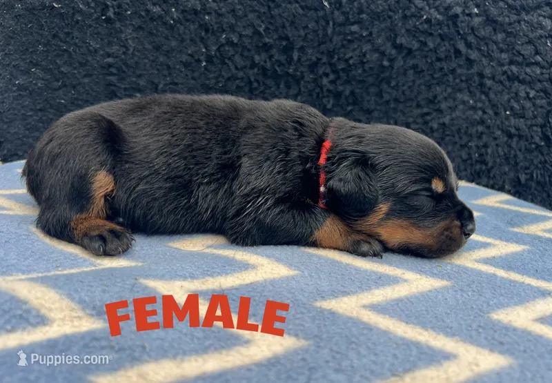 Red Girl – Rottweiler puppy for sale in Boston, VA