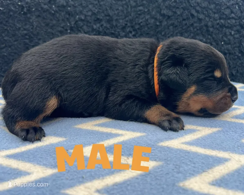 Orange Boy – Rottweiler puppy for sale in Boston, VA