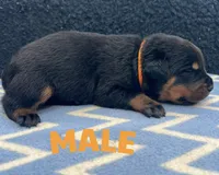 Orange Boy, a male Rottweiler for sale in Boston, VA – 1 of 1