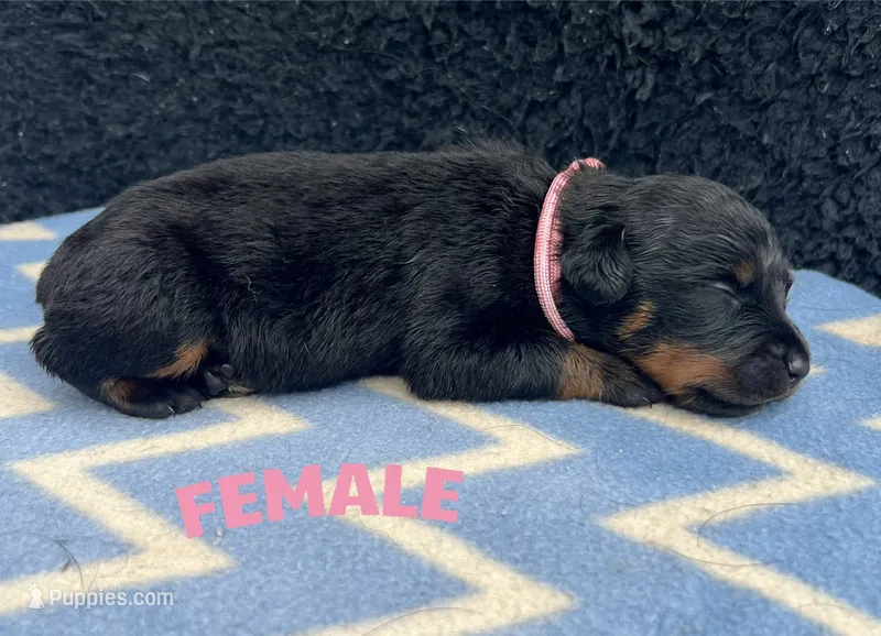 Pink Girl – Rottweiler puppy for sale in Boston, VA