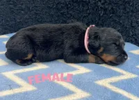 Pink Girl, a female Rottweiler for sale in Boston, VA – 1 of 1