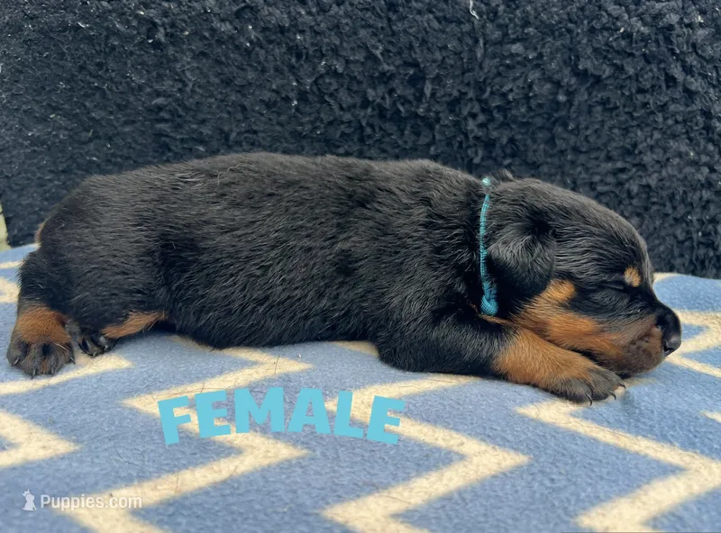 Turquoise Girl – Rottweiler puppy for sale in Boston, VA