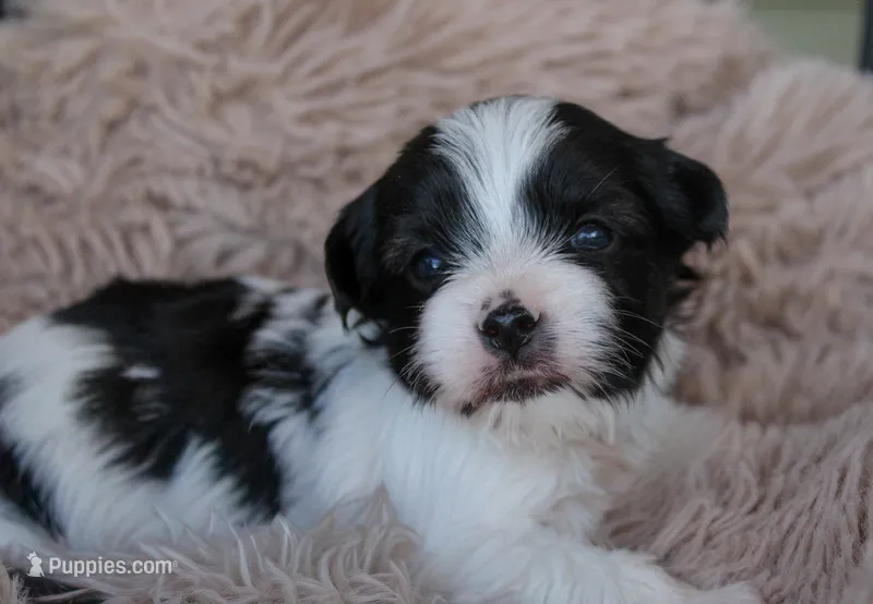 Purple Girl – Yorkshire Terrier puppy for sale in Boston, VA