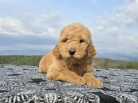 Pink Collar, a female Goldendoodle for sale in Morganton, NC – Photo 5 of 8