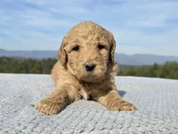 Pink Collar, a female Goldendoodle for sale in Morganton, NC – Photo 3 of 8