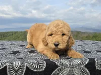 Pink Collar, a female Goldendoodle for sale in Morganton, NC – Photo 1 of 8