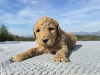Pink Collar, a female Goldendoodle for sale in Morganton, NC – Photo 8 of 8