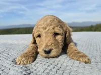 Pink Collar, a female Goldendoodle for sale in Morganton, NC – Photo 7 of 8