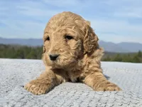 Pink Collar, a female Goldendoodle for sale in Morganton, NC – Photo 2 of 8