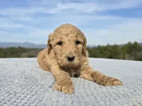 Pink Collar, a female Goldendoodle for sale in Morganton, NC – Photo 6 of 8