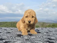 Pink Collar, a female Goldendoodle for sale in Morganton, NC – Photo 4 of 8