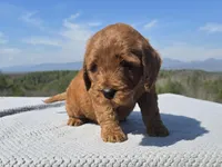 Blue Collar, a male Goldendoodle for sale in Morganton, NC – Photo 3 of 7