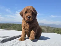 Blue Collar, a male Goldendoodle for sale in Morganton, NC – Photo 4 of 7